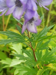 Aconitum napellus