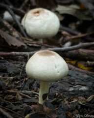 Agaricus californicus