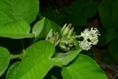 Croton