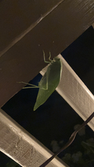 Microcentrum rhombifolium
