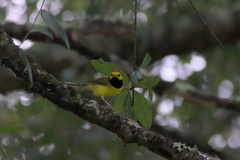 Setophaga citrina