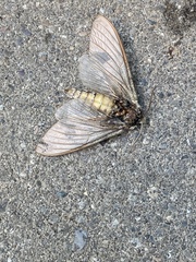 Ceratomia undulosa