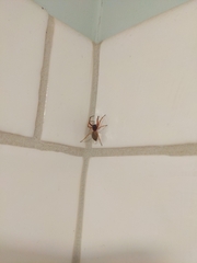 Trachelas tranquillus