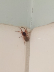 Trachelas tranquillus