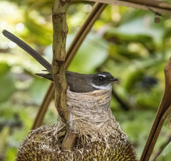 Rhipidura javanica