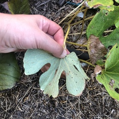 Sanguinaria canadensis