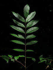 Toxicodendron striatum