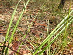 Lomandra multiflora
