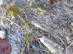 Potamogeton perfoliatus