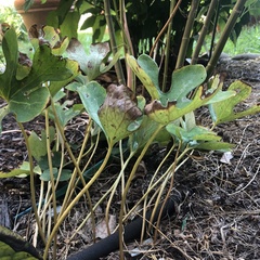 Sanguinaria canadensis