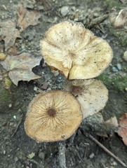 Oudemansiella