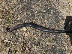 Pseudechis porphyriacus