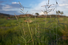 Sporobolus cryptandrus