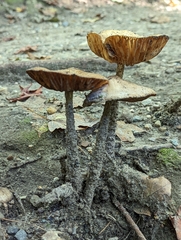 Oudemansiella