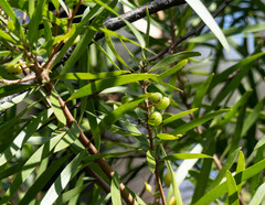 Persoonia × lucida