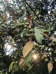 Malus coronaria
