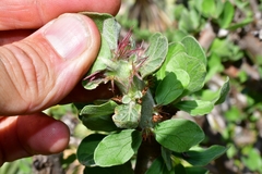 Jatropha neopauciflora