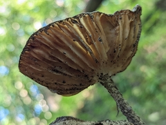 Oudemansiella