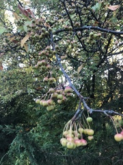 Malus coronaria