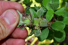 Jatropha neopauciflora