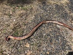 Pseudechis porphyriacus