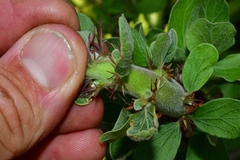 Jatropha neopauciflora