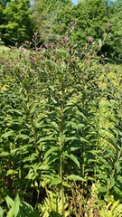 Vernonia noveboracensis