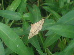 Anticarsia irrorata