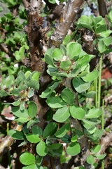Jatropha neopauciflora
