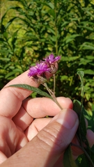 Vernonia noveboracensis