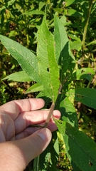 Vernonia noveboracensis