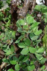 Jatropha neopauciflora