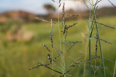 Sporobolus cryptandrus