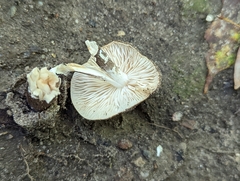 Oudemansiella