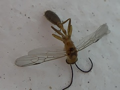 Pseudomyrmex gracilis