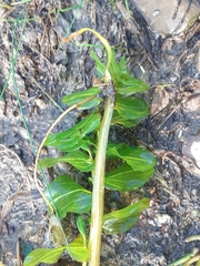 Potamogeton richardsonii
