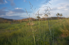 Sporobolus cryptandrus