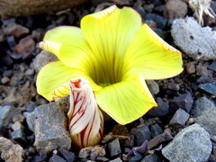 Oxalis grammopetala