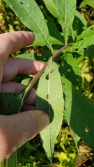 Vernonia noveboracensis