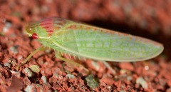 Gyponana octolineata