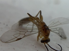 Pseudomyrmex gracilis