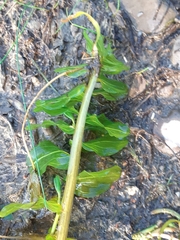 Potamogeton richardsonii