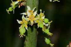 Euphorbia rossiana