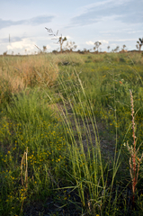 Sporobolus cryptandrus