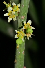 Euphorbia rossiana