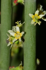 Euphorbia rossiana
