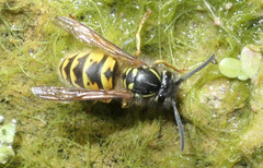 Vespula vulgaris