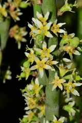 Euphorbia rossiana
