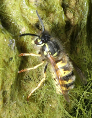 Vespula vulgaris
