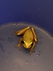 Hyla